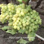 Виноград Афродита