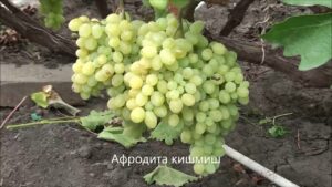 Виноград Афродита
