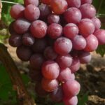 Виноград Арлекин